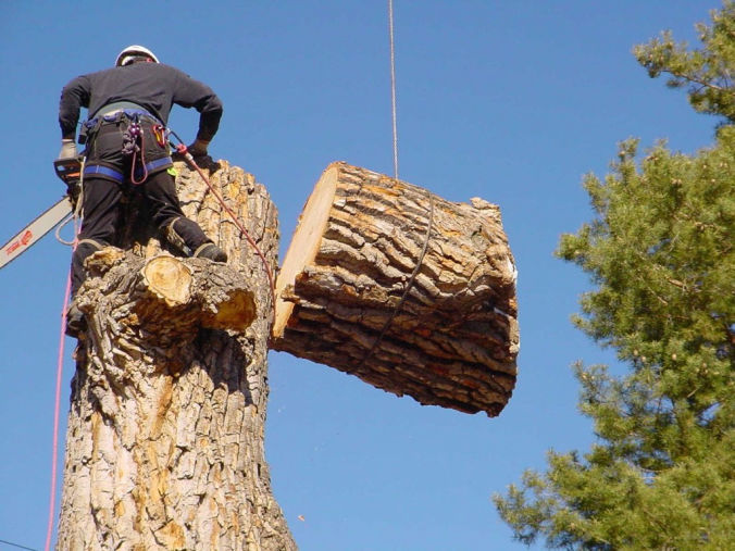 Пильщики деревьев в Томске